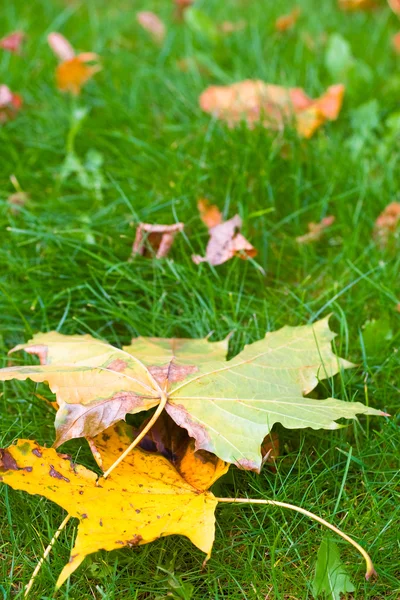 stock image Autumn leaves