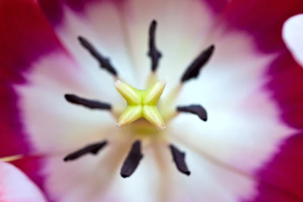 stock image Tulip interior