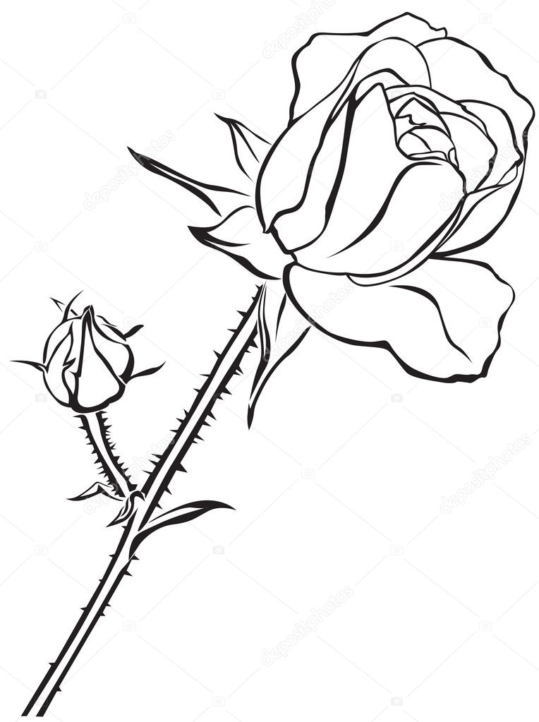 Little rose Stock Vector Image by ©agrino #7328893