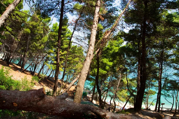 stock image Pine trees near the sea