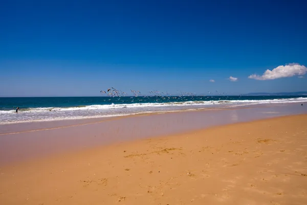 Пляж Португалії — стокове фото