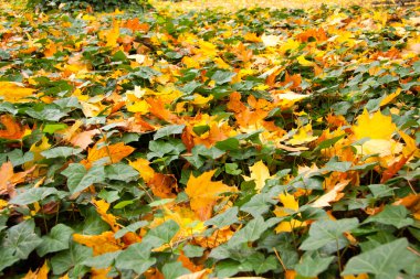 Leafy carpet clipart