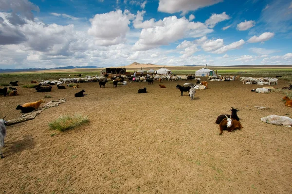Goats on the steppes — Stock Photo, Image