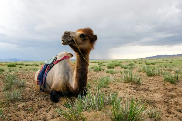 stock image The Camel