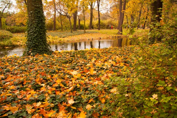 Jesienny park — Stock Photo, Image