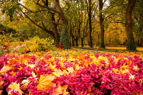 Colors of Autumn — Stock Photo, Image