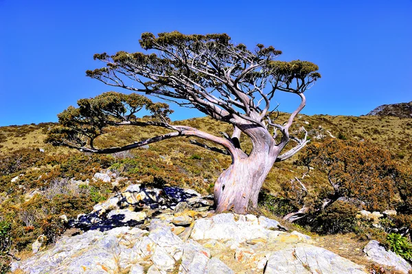 stock image Chinese juniper