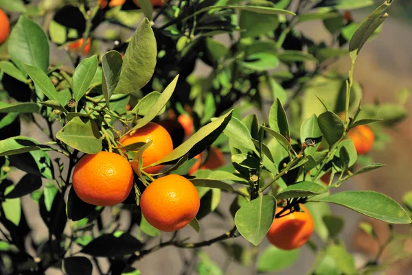 stock image Orange