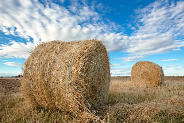 stock image Alpacas in the field