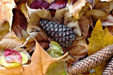 sonbahar yaprakları tarafından çevrili ananas