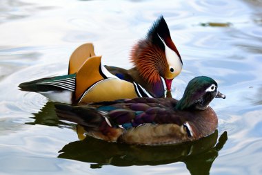 Mandarin duck couple clipart