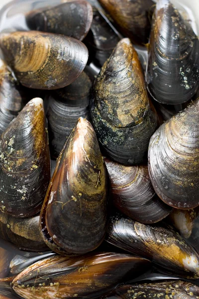 Mussels Stock Picture