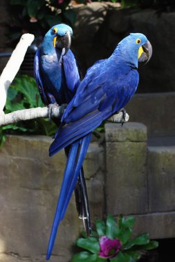 Blue Macaws clipart