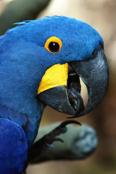 青のコンゴウインコ — ストック写真