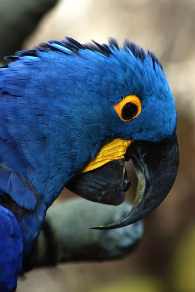 Surprised Macaw — Stock Photo, Image