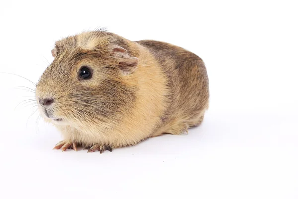 stock image Guinea pig