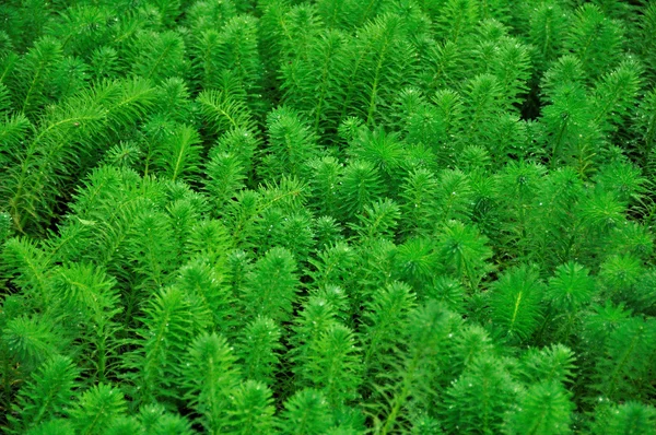 Πράσινο φυτό — Φωτογραφία Αρχείου