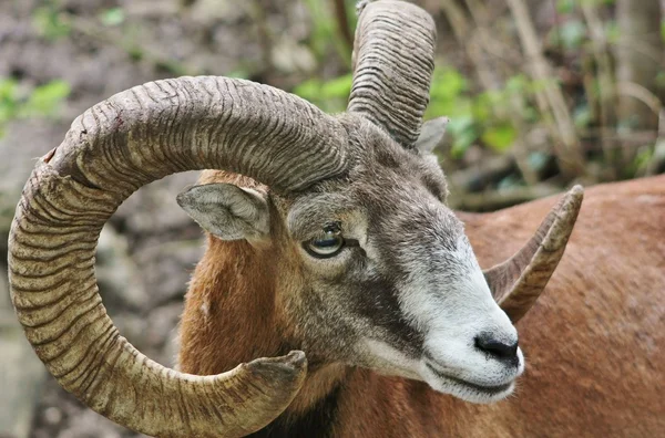 stock image European Mouflon