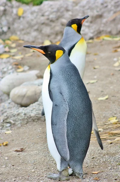 stock image King Penguins