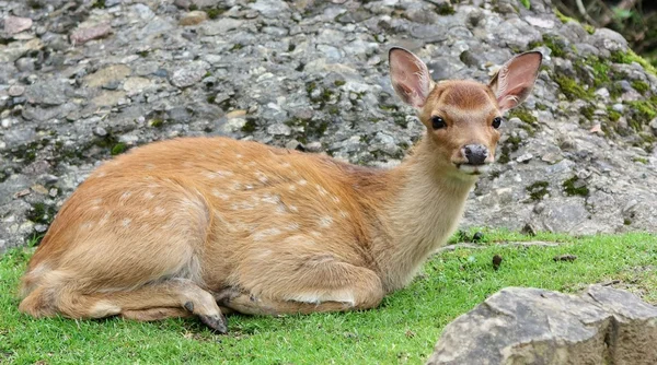 stock image Fallow Deer