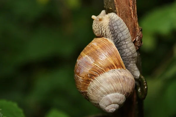 Land Snail — Stock Photo, Image