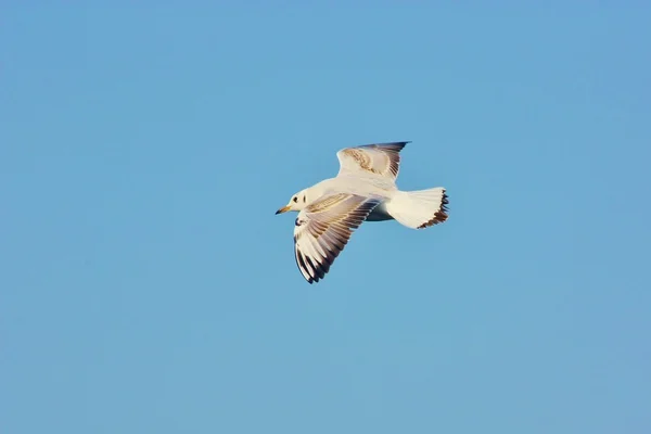 Stock image Flying Pigeon