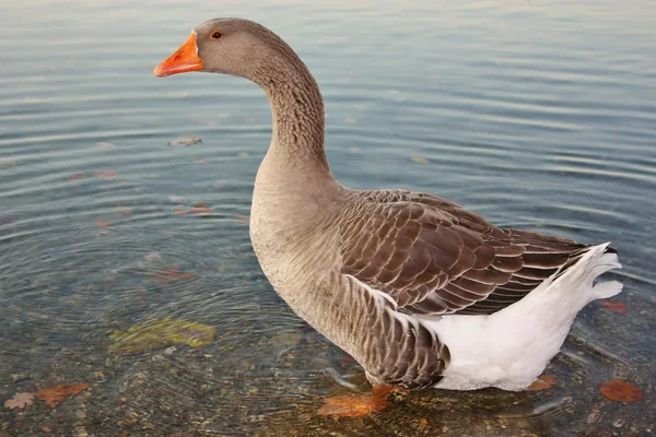 Goose on Lake Shore — Stock Photo, Image