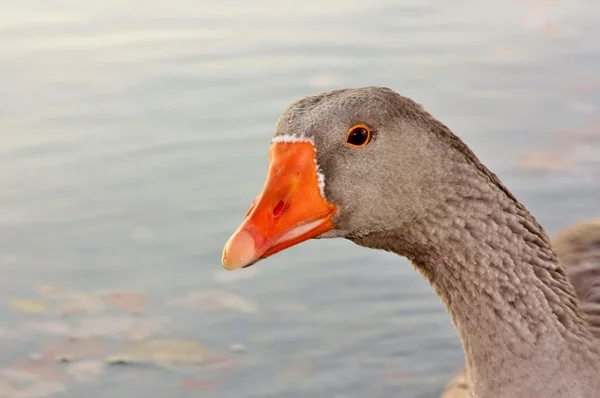 Wild Goose Close-up of Head and Neck — Stock Photo, Image