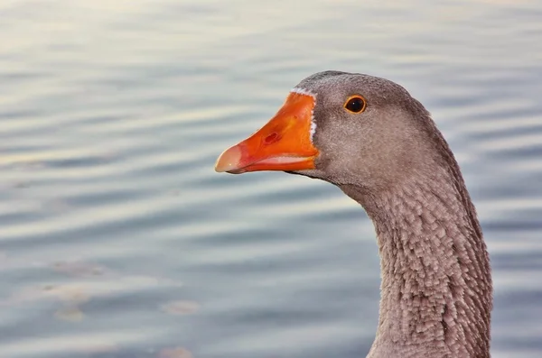 Head and Neck Close-Up of Wild Goose — Stock Photo, Image
