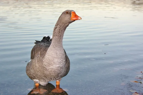 Диких гусей на березі озера Стокове Фото
