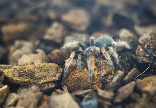 Паук тарантул, малая глубина резкости — стоковое фото