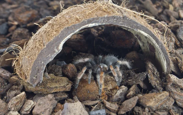 Pająka tarantuli w schronie — Zdjęcie stockowe
