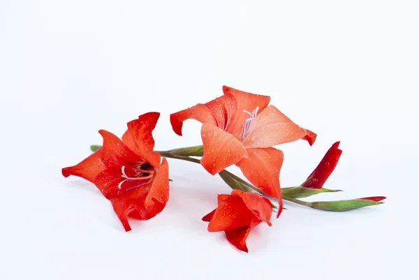Rode gladiolen met dauw Stockfoto