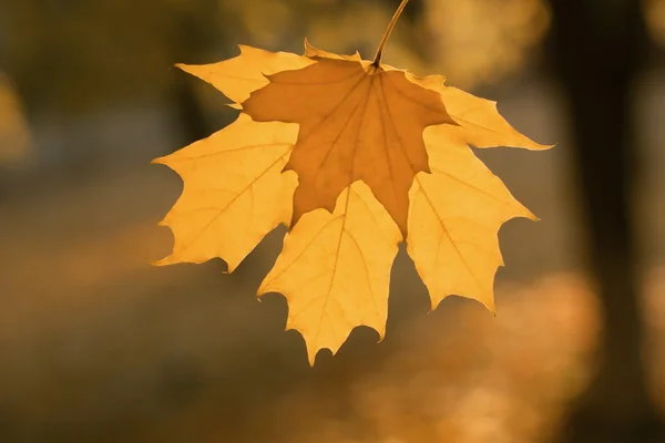 stock image Yellow leaf