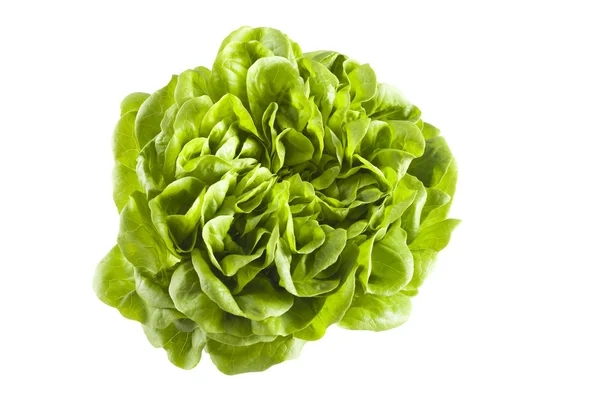 Isolated lettuce — Zdjęcie stockowe