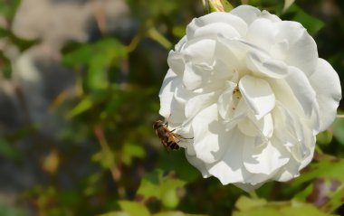 Arı üzerinde beyaz gül (chinensis rosa)