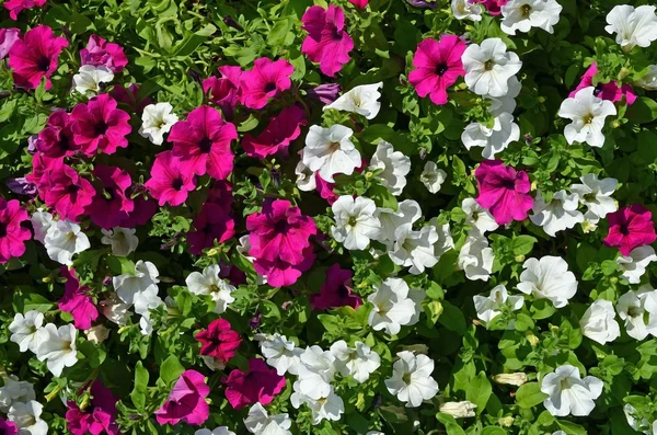 stock image Petunias flowerbed