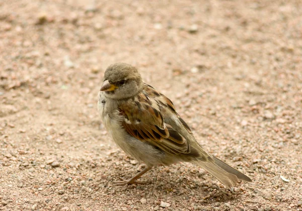 City sparrow sits on the ground and looks towards the photographer — Stock Photo, Image