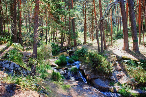 Water en pine Stockfoto