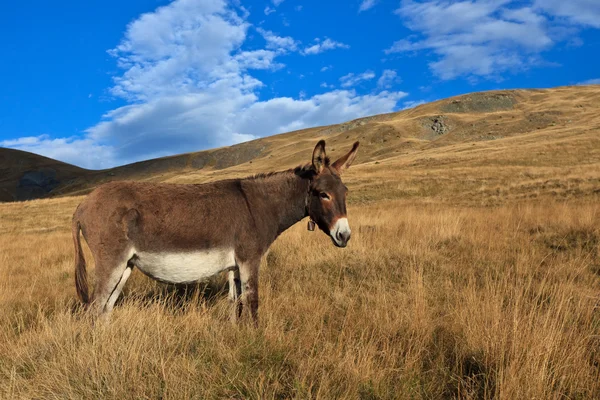 Pastoreo de burros — Foto de Stock