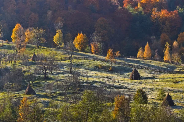 Autumn pasture — Stock Photo, Image