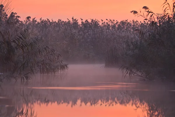 Reed yansıma göl — Stok fotoğraf
