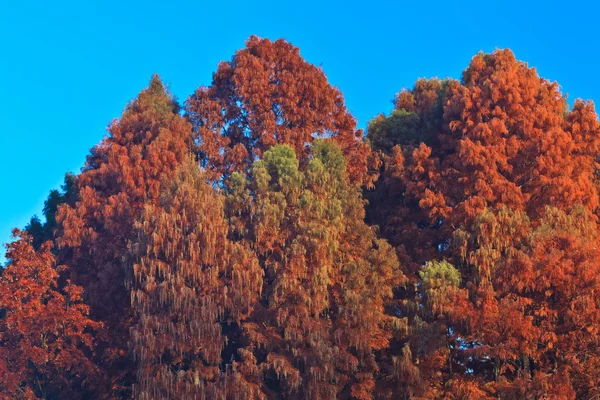 ป่าฤดูใบไม้ร่วง — ภาพถ่ายสต็อก