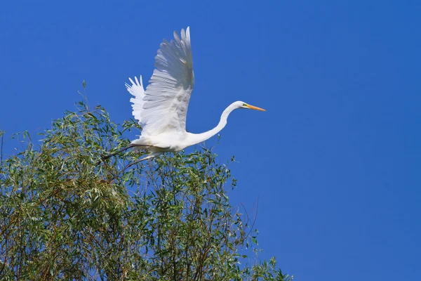 Grande Egret bianco — Foto Stock