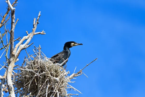 둥지에 마우 (phalacrocorax carbo) — 스톡 사진