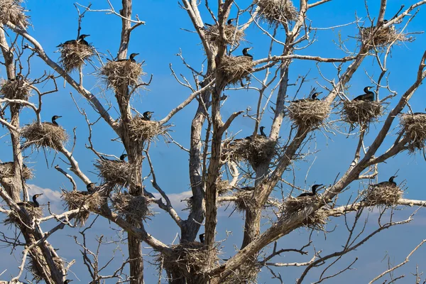 Nidos de cormoranes en un árbol — Foto de Stock