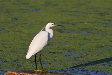 Küçük Egret (Egretta garzetta)