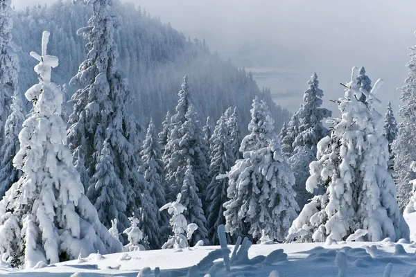Stromy se sněhem — Stock fotografie