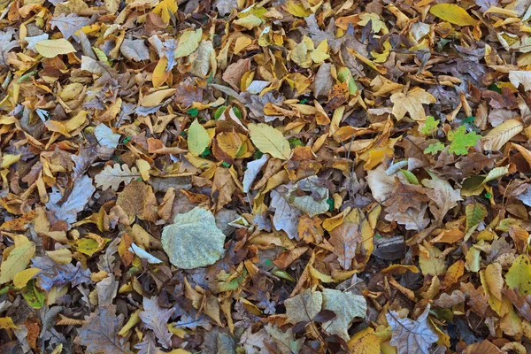 stock image Autumn leaves