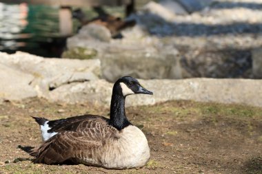 Canada Goose (Branta canadensis) clipart